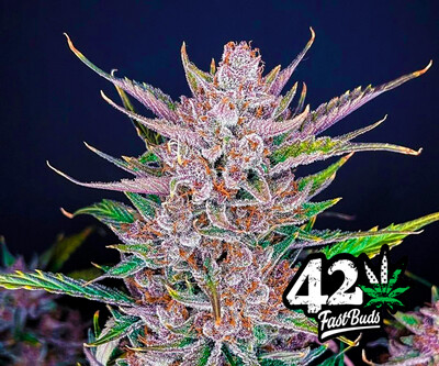Gorilla Punch Auto