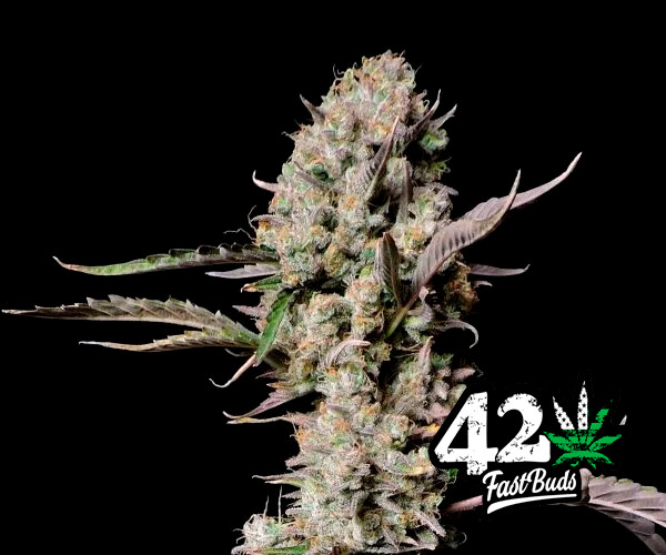 Gorilla Zkitllez Auto