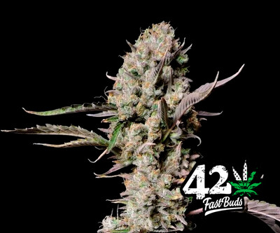 Gorilla Zkitllez Auto