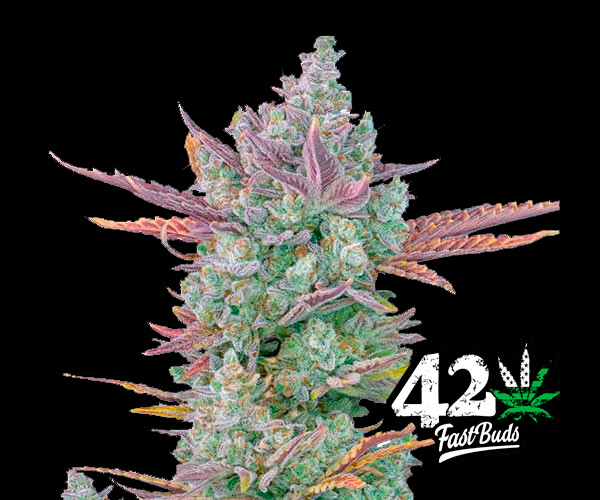 Gorilla Cookies Auto
