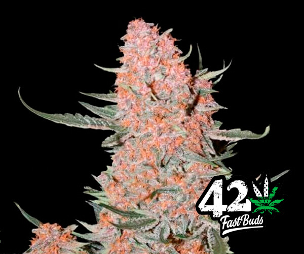 Ztrawberriez Auto