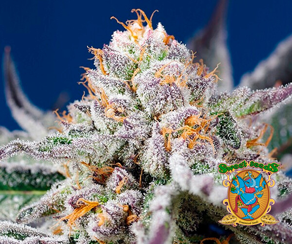 Orange Apricot Glue XL Auto