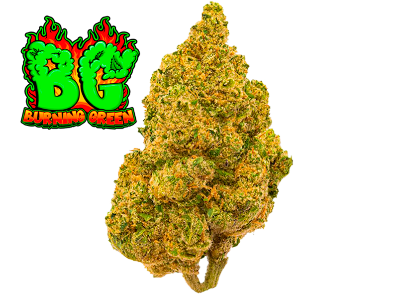 Orange Sherbet Indoor