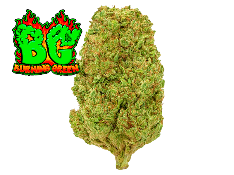 Bubblegum Indoor Hidropónico
