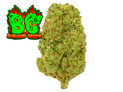 Bubblegum Indoor Hidropónico