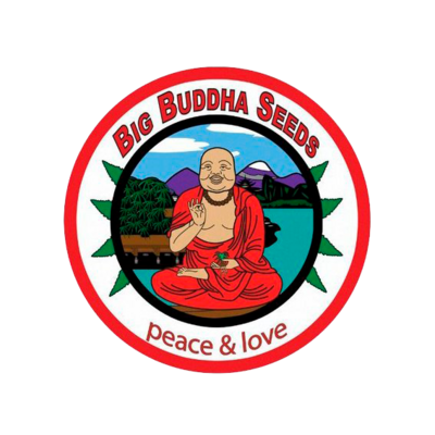 BIG BUDDHA SEEDS