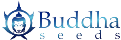 Buddha Seeds