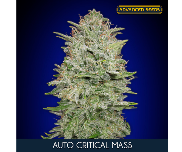 Auto Critical Mass