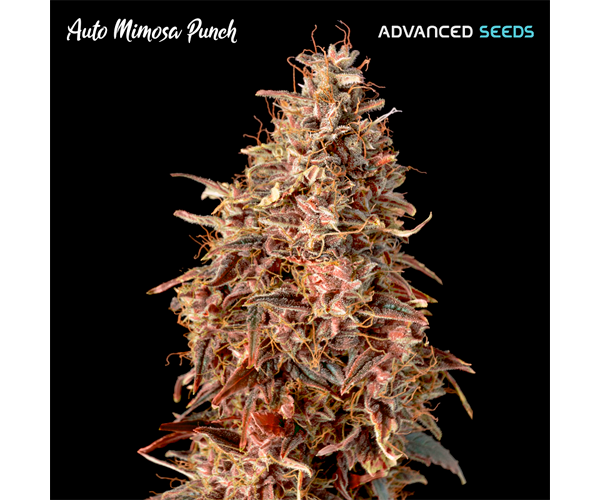 Auto Mimosa Punch