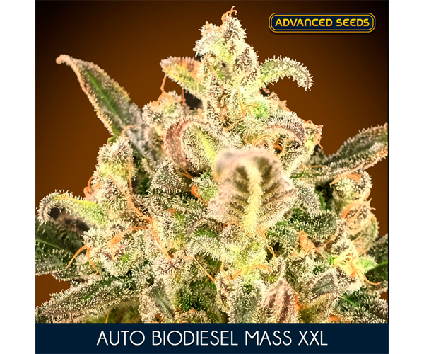 Auto Biodiesel Mass XXL