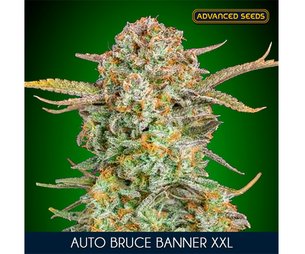 Auto Bruce Banner XXL