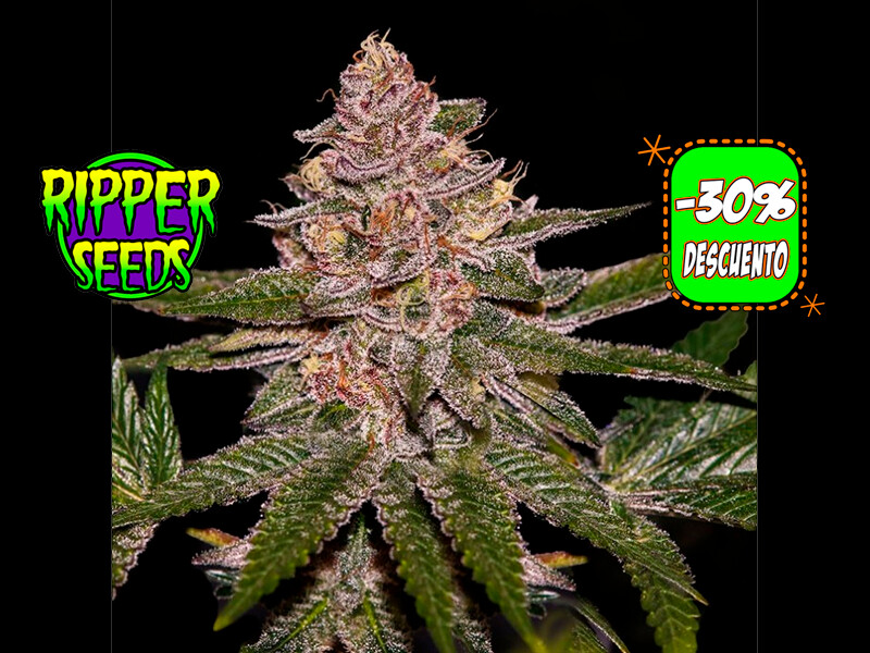 Auto Radical Juice
