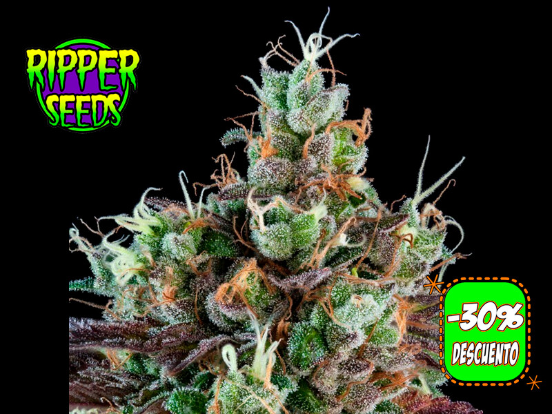 Auto Sour Ripper