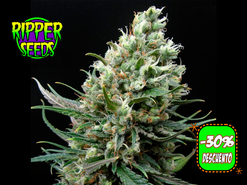 Ripper Haze
