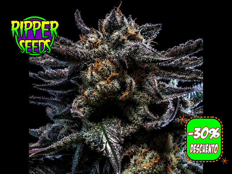 Auto Zombie Kush