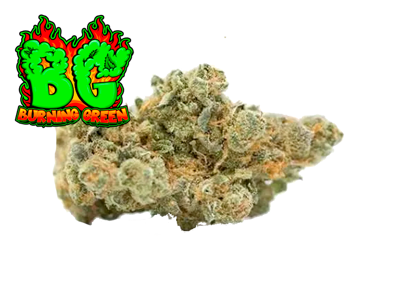 Gelato Indoor Premium