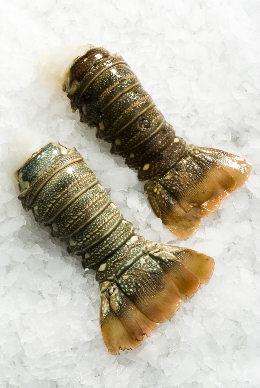 Queue de langouste Haiti 4oz