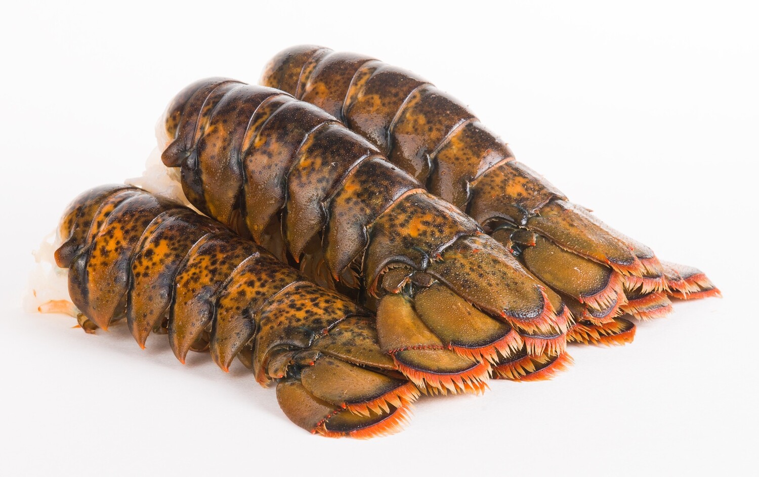 Queue de Homard 6oz
