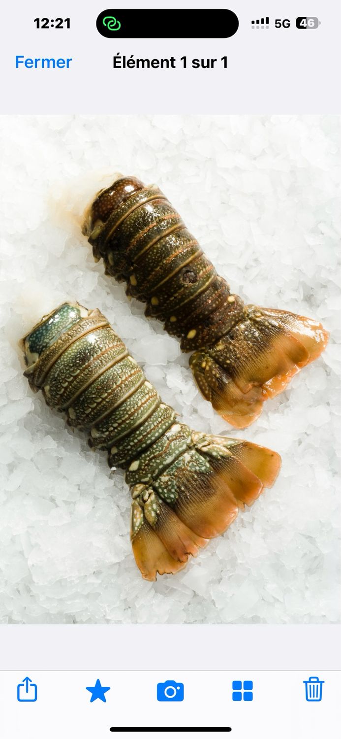 Queue de langouste Haiti 2oz