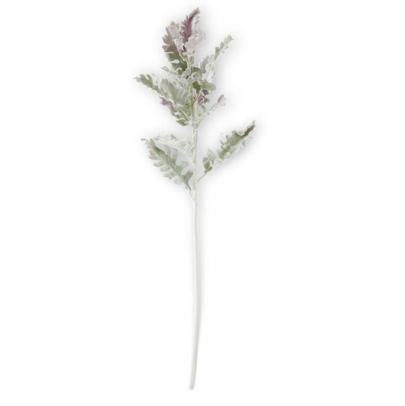 Dusty Miller Leaf Stems