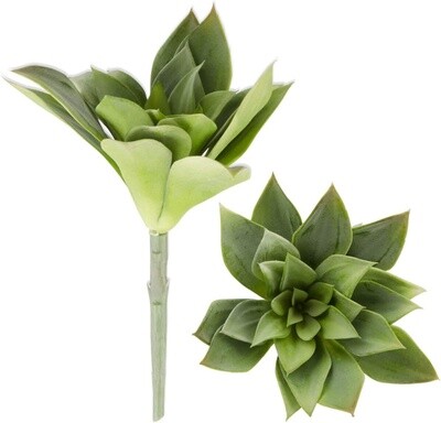 Small Sempervivum Succulent