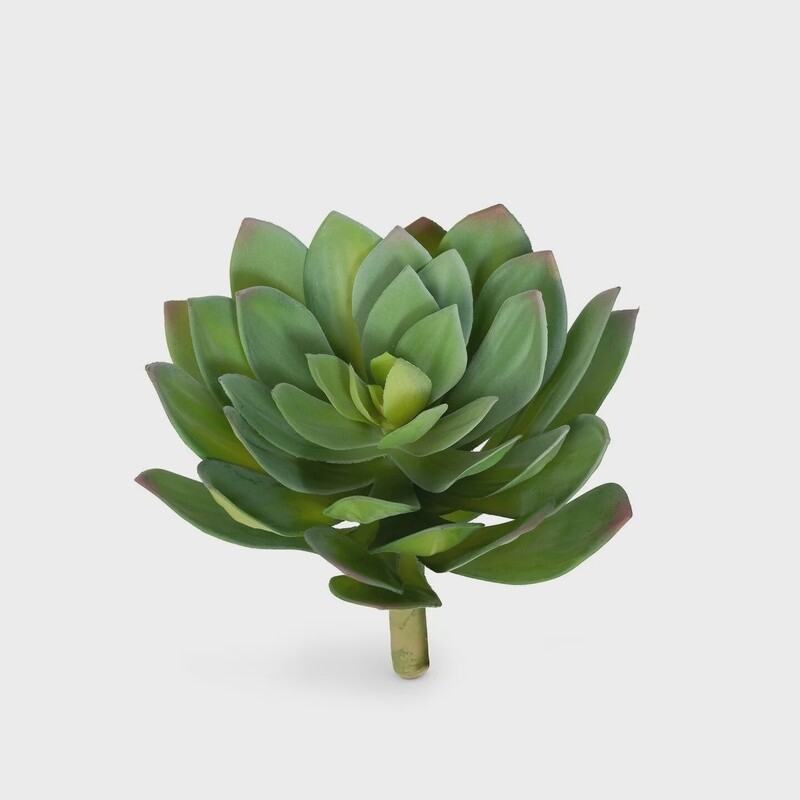 Echeveria Plant Medium