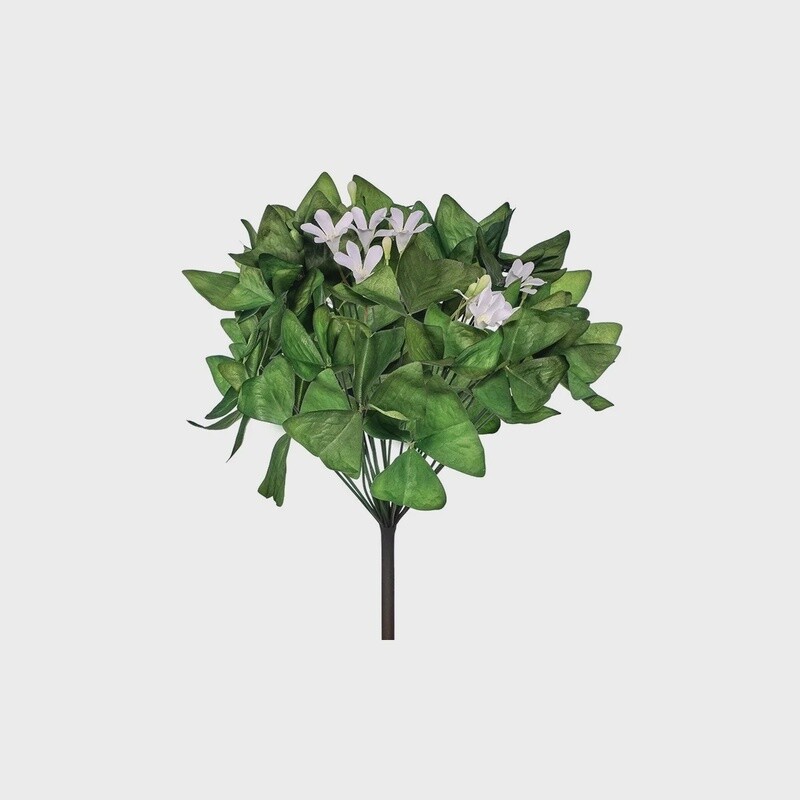 Oxalis Bush