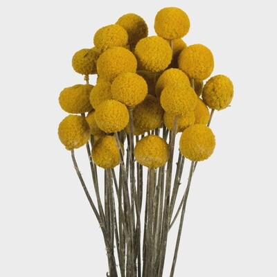 Yellow Billy Button Stems