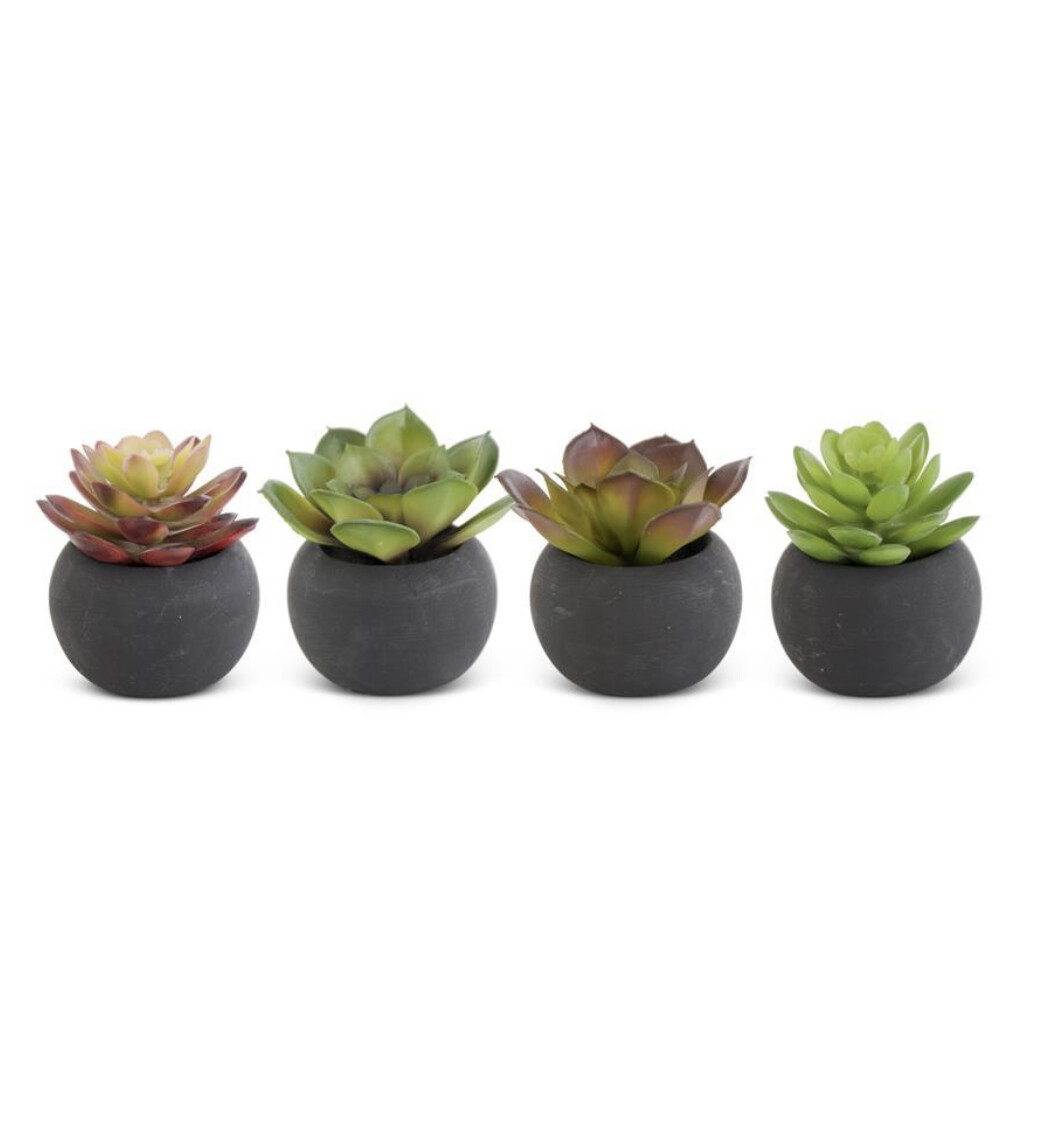 3&quot; Succulents In Black Pot