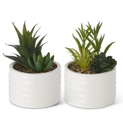 Assorted Succulents In Ribbed White Ceramic Vase