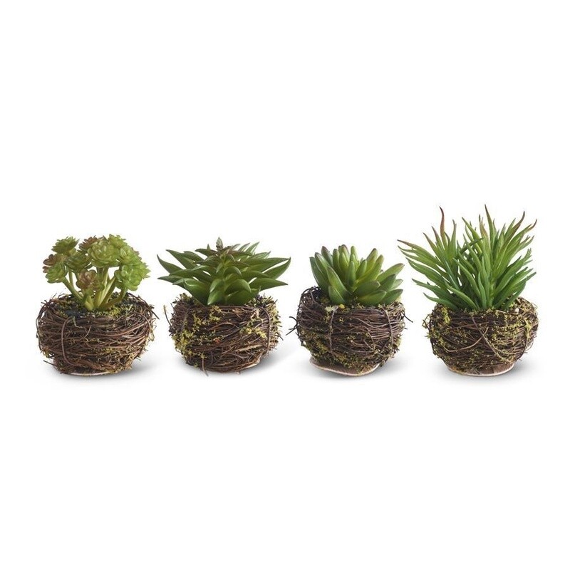Small Succulent in Twig Pot
