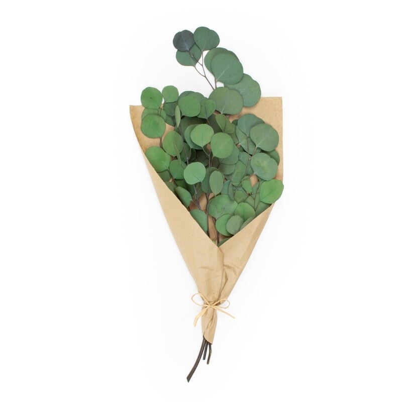 Silver Dollar  Eucalyptus 4 oz. Bouquet