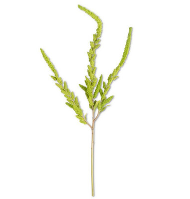 37" Green Amaranthus Stem