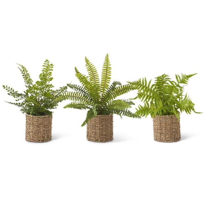 Ferns In Round Woven Basket
