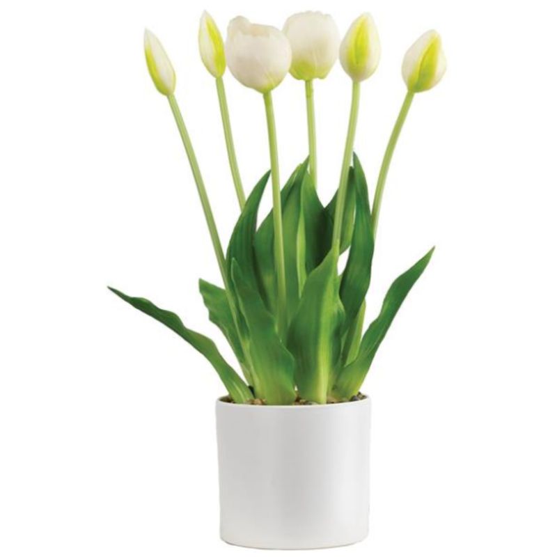Colored Tulip In White Pot
