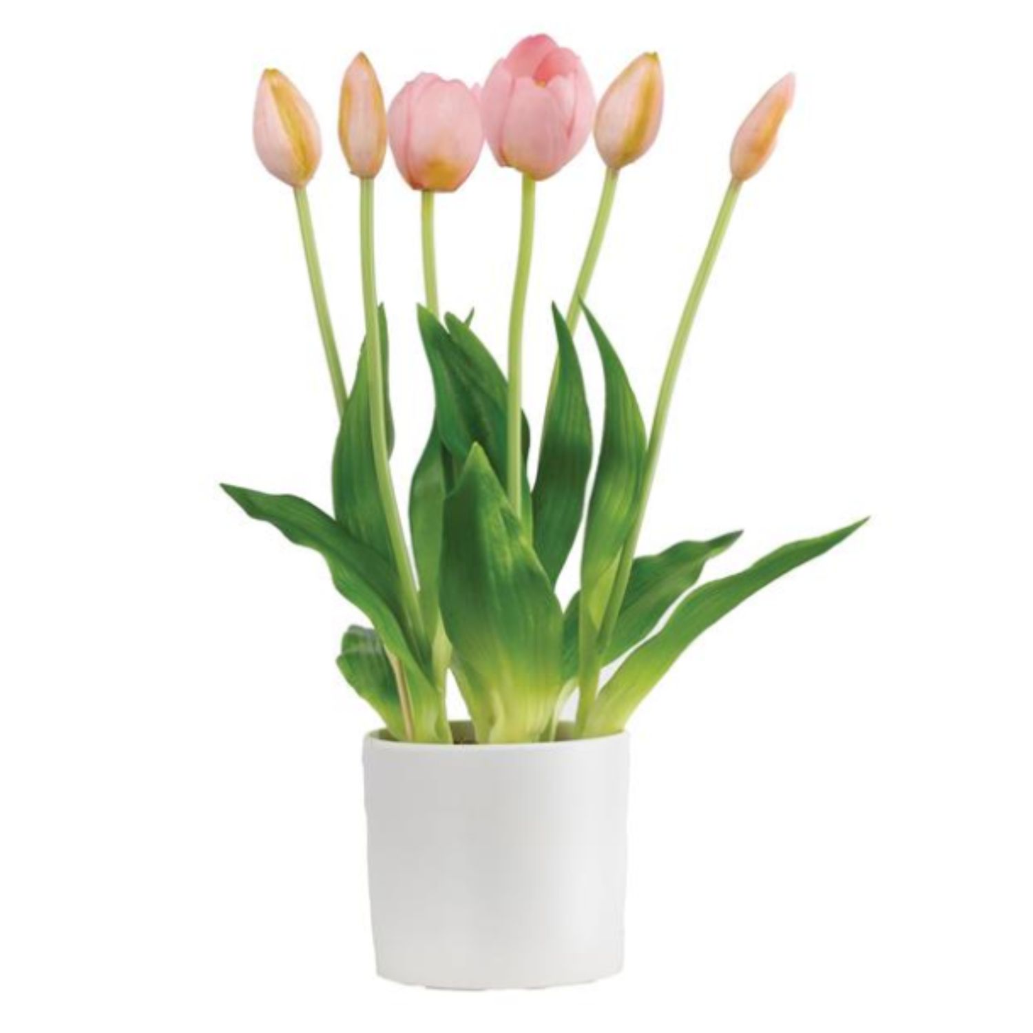 Colored Tulip In White Pot, Colour: Pink