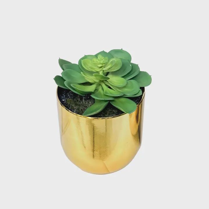 Gold Potted Tabletop Succulents, Type: Echeveria Succulent