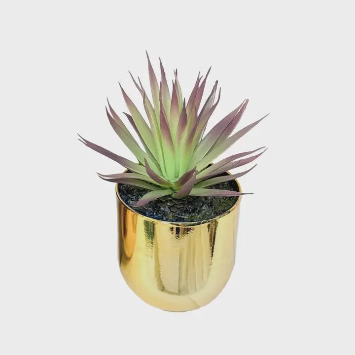 Gold Potted Tabletop Succulents