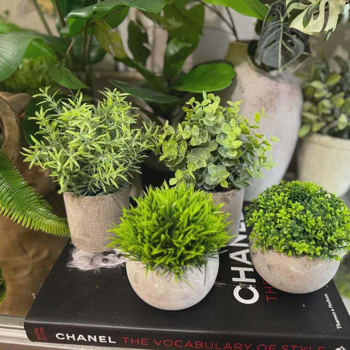 Potted Succulents in Grey Pot