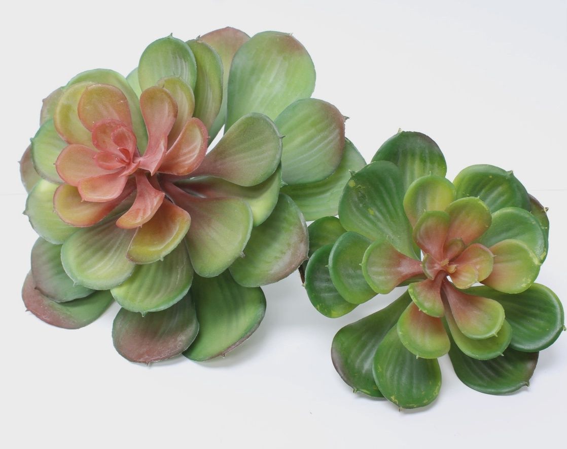 6" Echeveria Succulent