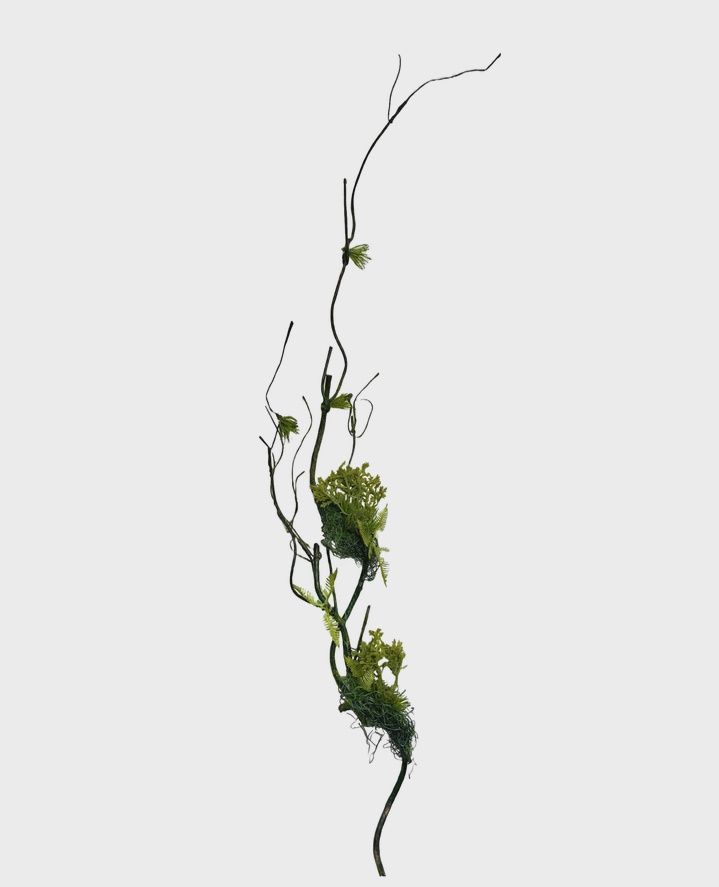 Moss Vine Twisted Branches