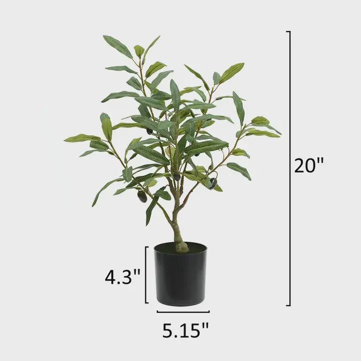 Olive Foliage Tree In Pot