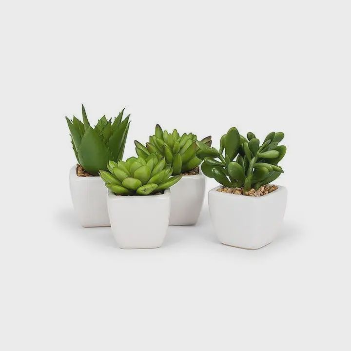 Mini Succulent In White Pot