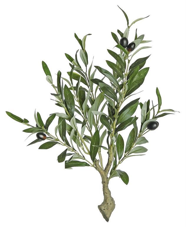 Olive Plant