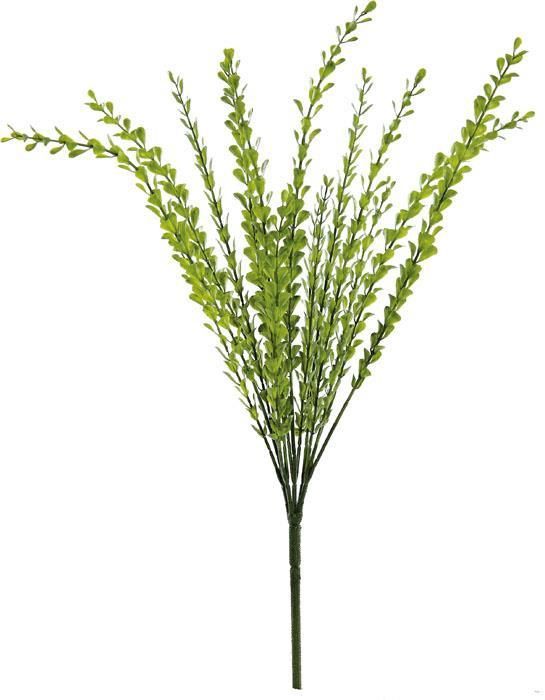 Green Edge Thyme Bush