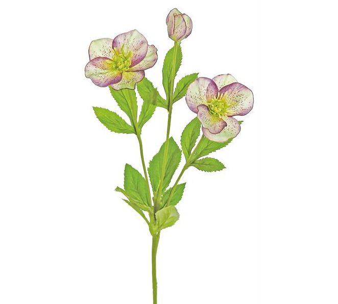 Plum &amp; Green Hellebore Spray