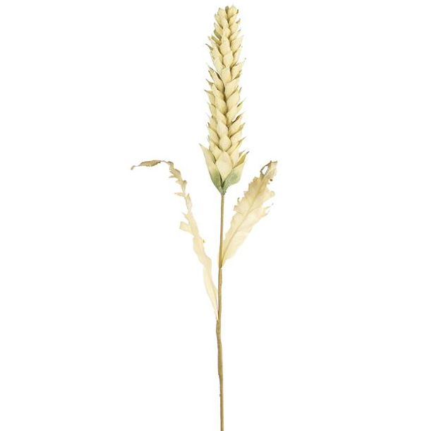 Parchment Cream Millet Spray