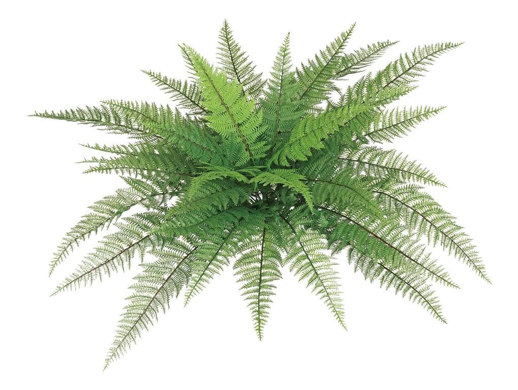 Leather Fern Green Bush