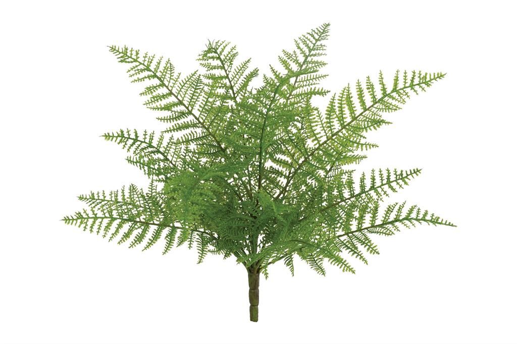 Light Green Lace Fern Bush