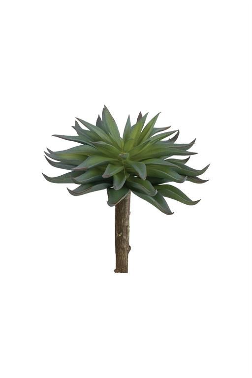 Dark Green Sword Succulent